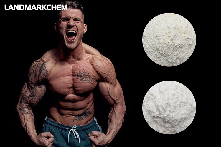 The Role of Hormones in Bodybuilding - 6 Hormones That Have a Big Effect